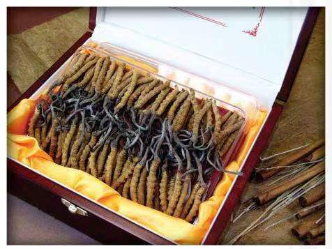 剑阁冬虫夏草回收